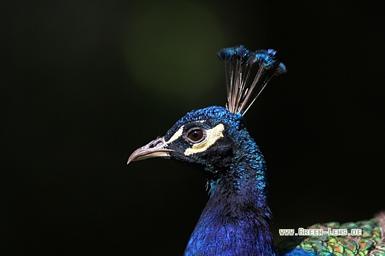 Pfau - Copyright Christoph Moning