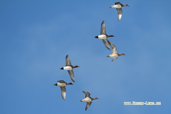 Pfeifente - Copyright Stefan Pfützke