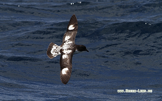Kapsturmvogel - Copyright Christoph Moning