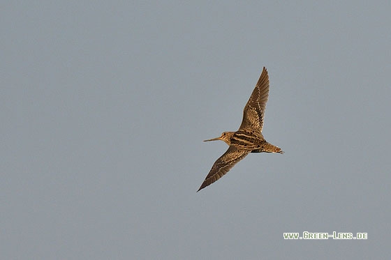 Spießbekassine - Copyright Stefan Pfützke