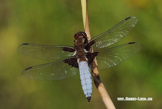 Plattbauch - Copyright Christian Gelpke