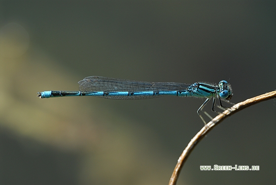 Pokal-Azurjungfer - Copyright Christian Gelpke