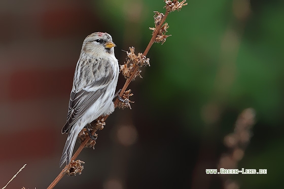Polarbirkenzeisig - Copyright Stefan Pfützke
