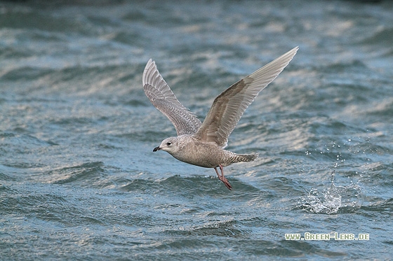 Polarmöwe - Copyright Stefan Pfützke