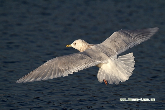 Polarmöwe - Copyright Stefan Pfützke