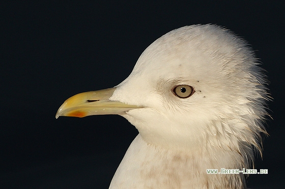 Polarmöwe - Copyright Stefan Pfützke