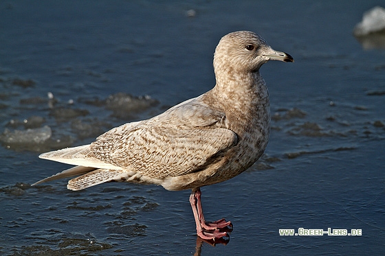 Polarmöwe - Copyright Stefan Pfützke