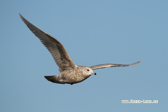 Polarmöwe - Copyright Stefan Pfützke