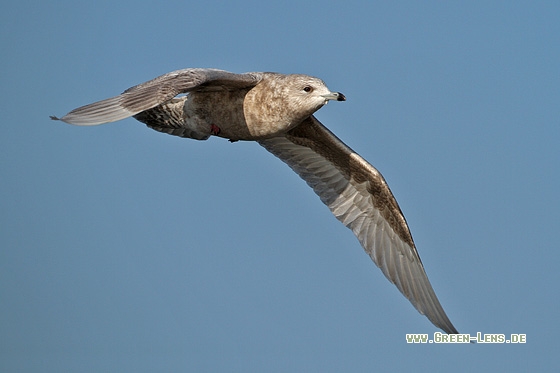 Polarmöwe - Copyright Stefan Pfützke