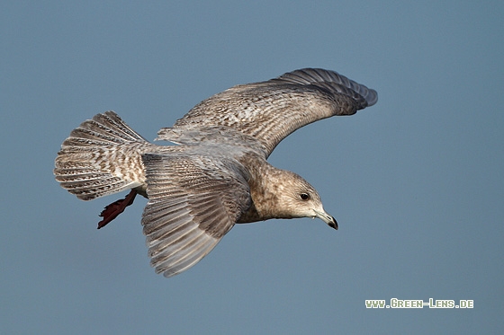Polarmöwe - Copyright Stefan Pfützke