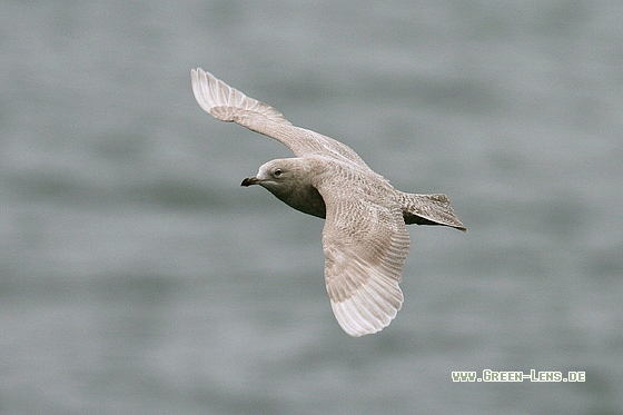 Polarmöwe - Copyright Stefan Pfützke