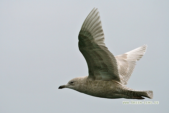 Polarmöwe - Copyright Stefan Pfützke