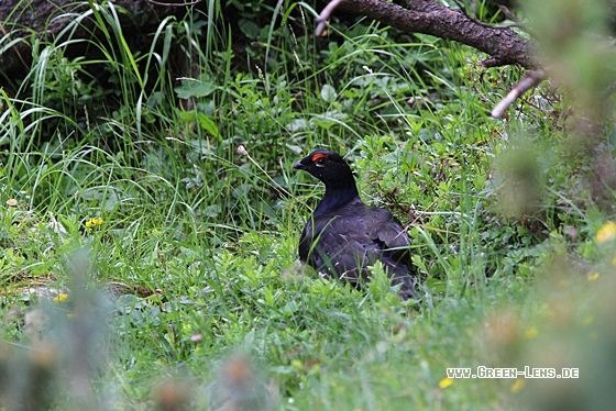 Birkhuhn - Copyright Christoph Moning