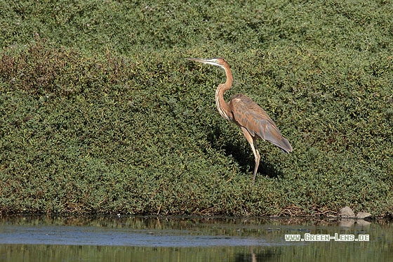 Purpurreiher - Copyright Stefan Pfützke