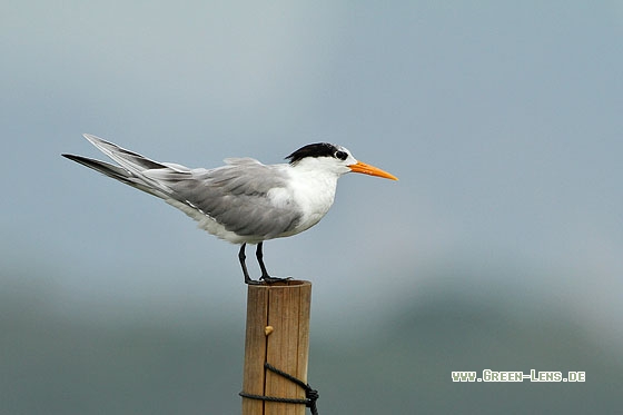 Rüppellseeschwalbe - Copyright Stefan Pfützke