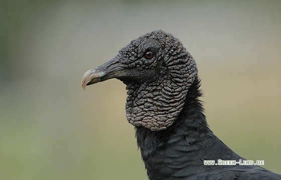 Rabengeier - Copyright Christian Gelpke