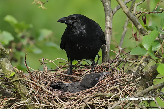 Rabenkrähe - Copyright Stefan Pfützke
