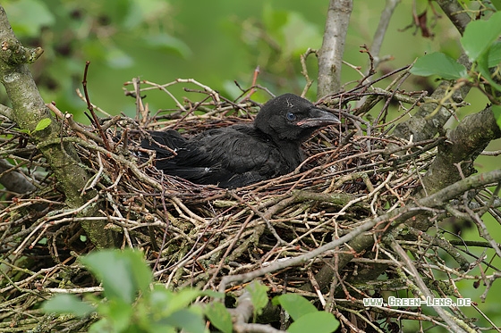Rabenkrähe - Copyright Stefan Pfützke