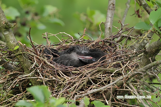 Rabenkrähe - Copyright Stefan Pfützke