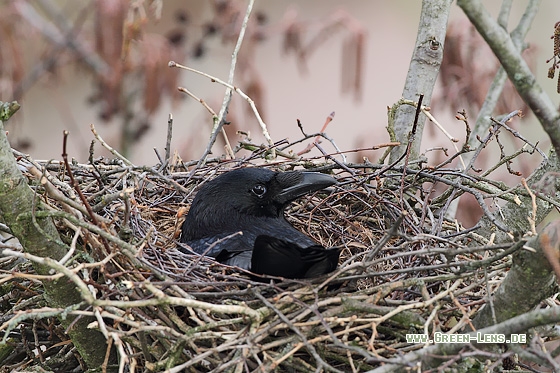 Rabenkrähe - Copyright Stefan Pfützke