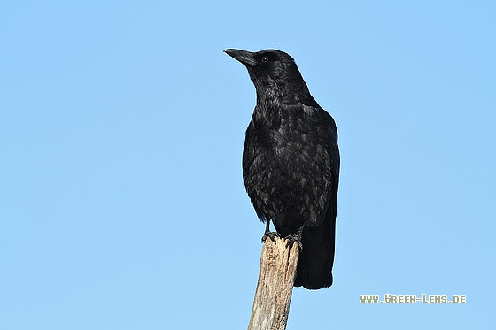 Rabenkrähe - Copyright Stefan Pfützke