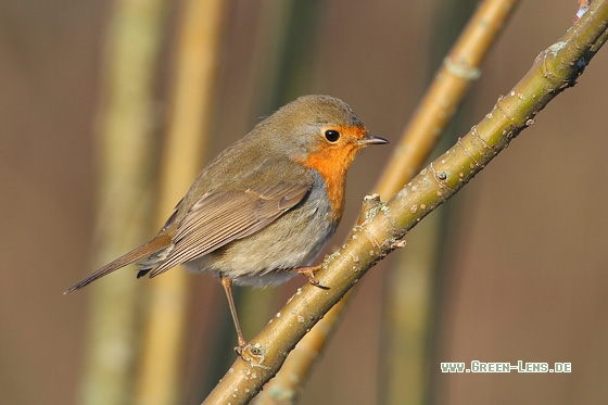 Rotkehlchen - Copyright Stefan Pfützke