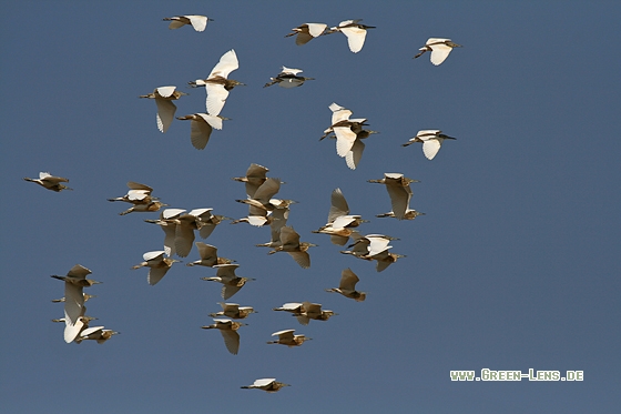 Rallenreiher - Copyright Stefan Pfützke