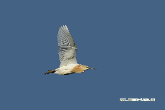 Rallenreiher - Copyright Stefan Pfützke