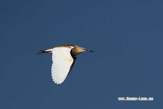 Rallenreiher - Copyright Stefan Pfützke