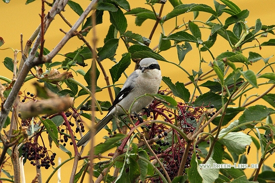 Raubwürger - Copyright Stefan Pfützke