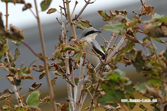 Raubwürger - Copyright Stefan Pfützke