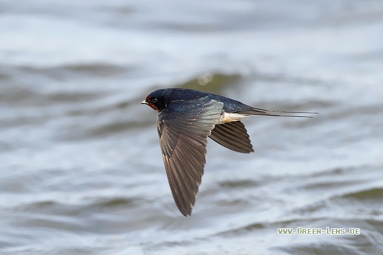 Rauchschwalbe - Copyright Stefan Pfützke