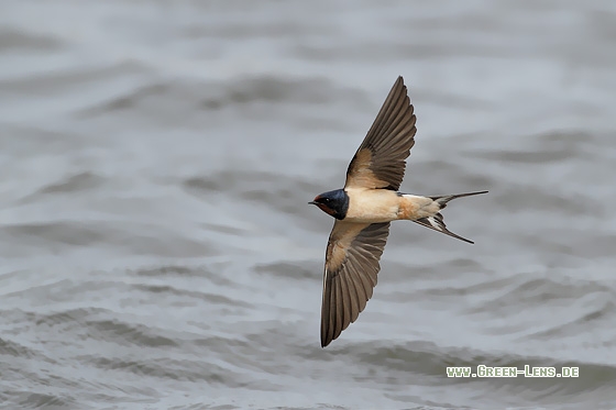 Rauchschwalbe - Copyright Stefan Pfützke
