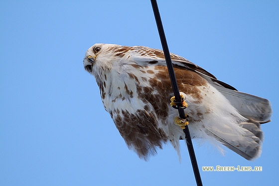Raufußbussard - Copyright Stefan Pfützke