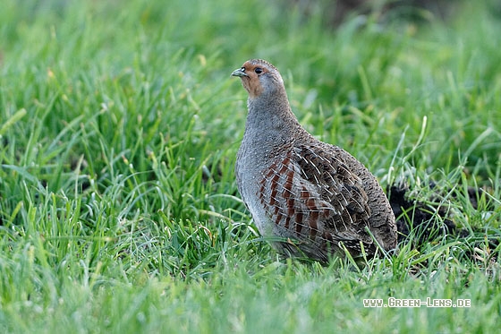 Rebhuhn - Copyright Stefan Pfützke