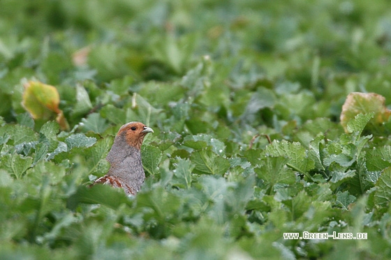Rebhuhn - Copyright Stefan Pfützke
