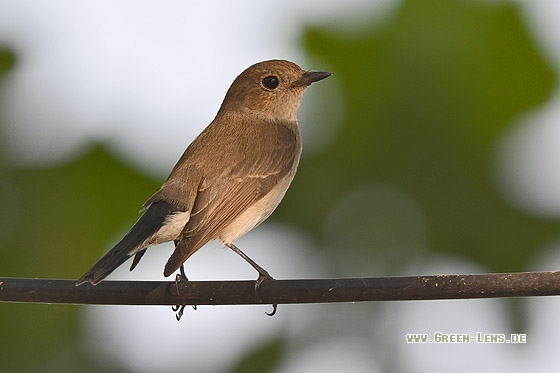Taigazwergschnäpper - Copyright Stefan Pfützke