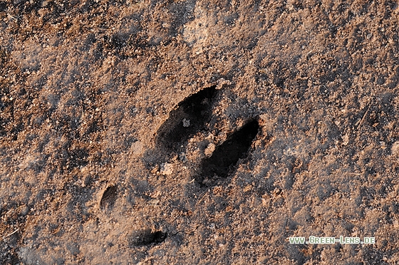 Reh - Copyright Christian Gelpke