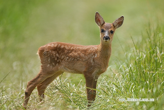 Reh - Copyright Christian Gelpke