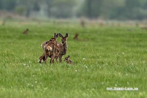 Reh - Copyright Stefan Pfützke