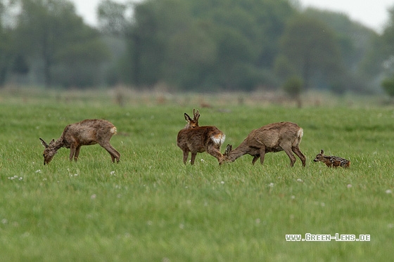 Reh - Copyright Stefan Pfützke