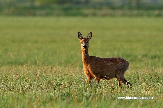 Reh - Copyright Stefan Pfützke
