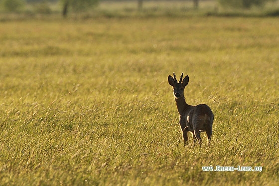 Reh - Copyright Stefan Pfützke
