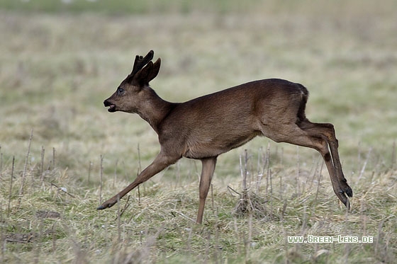 Reh - Copyright Stefan Pfützke