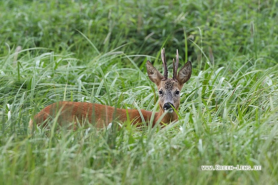 Reh - Copyright Stefan Pfützke