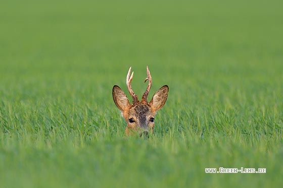 Reh - Copyright Stefan Pfützke