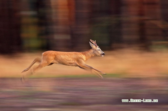 Reh - Copyright Stefan Pfützke