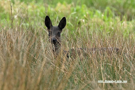 Reh - Copyright Stefan Pfützke