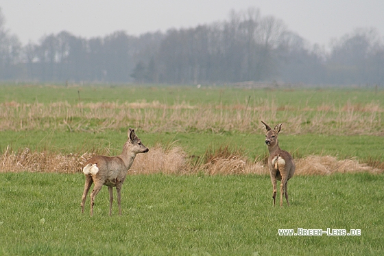 Reh - Copyright Stefan Pfützke