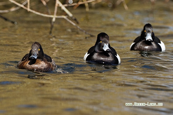 Reiherente - Copyright Stefan Pfützke